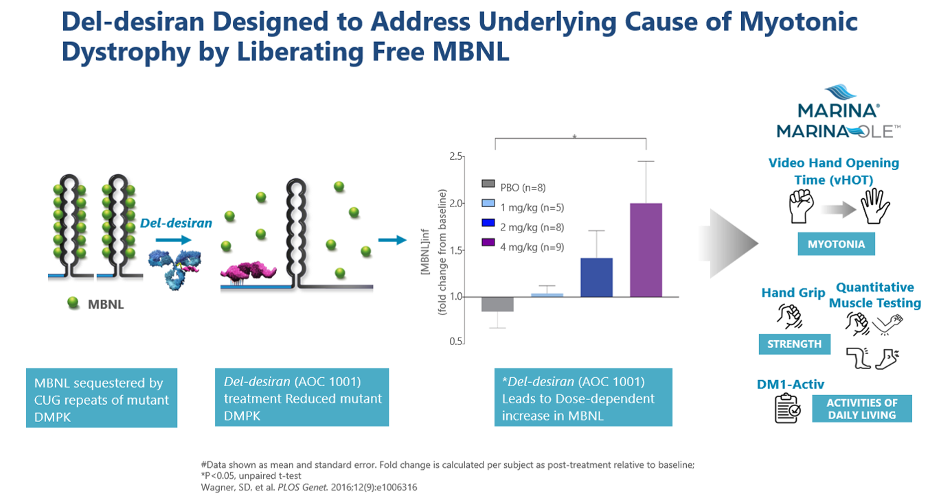 Designed to Address Underlying Cause of Myotonic Dystrophy